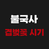 불국사 겹벚꽃 시기 실시간 개화시기 위치 주차 가는법